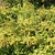 Solidago sphacelata 'Golden Fleece'