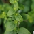 Solidago sphacelata 'Golden Fleece'