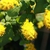 Solidago sphacelata 'Golden Fleece'