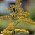 Solidago sphacelata 'Golden Fleece'