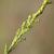 Flower buds