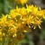 Cluster of small yellow flowers.