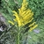 Cluster of small yellow flowers on spreading branches.
