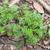 Young Plant