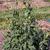 Sonchus spp.