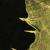 Sonchus spp.