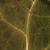 Sonchus spp.
