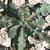 Sonchus spp.