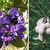 Shrub with purplish flowers