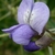 pale purple pea-like flower