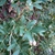 compound leaves