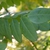 Styphnoobium japonica 'Pendula'