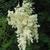 Sorbaria sorbifolia