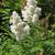Sorbaria sorbifolia