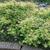 Sorbaria sorbifolia 'Sem'