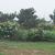 Sorbaria sorbifolia
