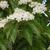 Sorbus alnifolia