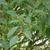 Sorbus alnifolia
