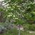 Sorbus alnifolia