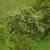 Sorbus aucuparia
