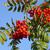 Sorbus aucuparia