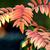 Sorbus aucuparia
