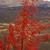 Sorbus aucuparia