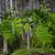 Sorbus aucuparia