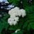 Sorbus aucuparia