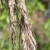 Sept. seedheads