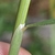 Stem and leaf sheath