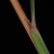 Stem and leaf sheath (Lambton, Toronto, ON)-Early Fall