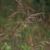Form (Lambton, Toronto, ON)-Early Fall