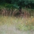 Form (Lambton, Toronto, ON)-Early Fall