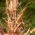 Sorghastrum nutans