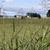 Sorghum halepense