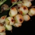 Close-up of fruits (Greensboro, NC)-Mid Fall
