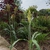 Sorghum bicolor