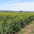 Sorghum bicolor