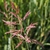 Seeds
