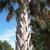Sabal palmetto