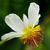 Sparmannia africana