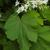 Sparmannia africana