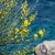 Green-stemmed shrub with yellow, pea-like flowers