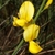 Yellow, pea-like flowers