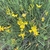 Green-stemmed shrub with yellow, pea-like flowers