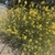 Green-stemmed shrub with yellow, pea-like flowers