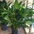 Spathiphyllum