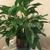 Potted plant with deep green, narrow leaves