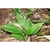 Green lance-shaped leaves